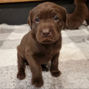 Labrador Welpen zur Adoption