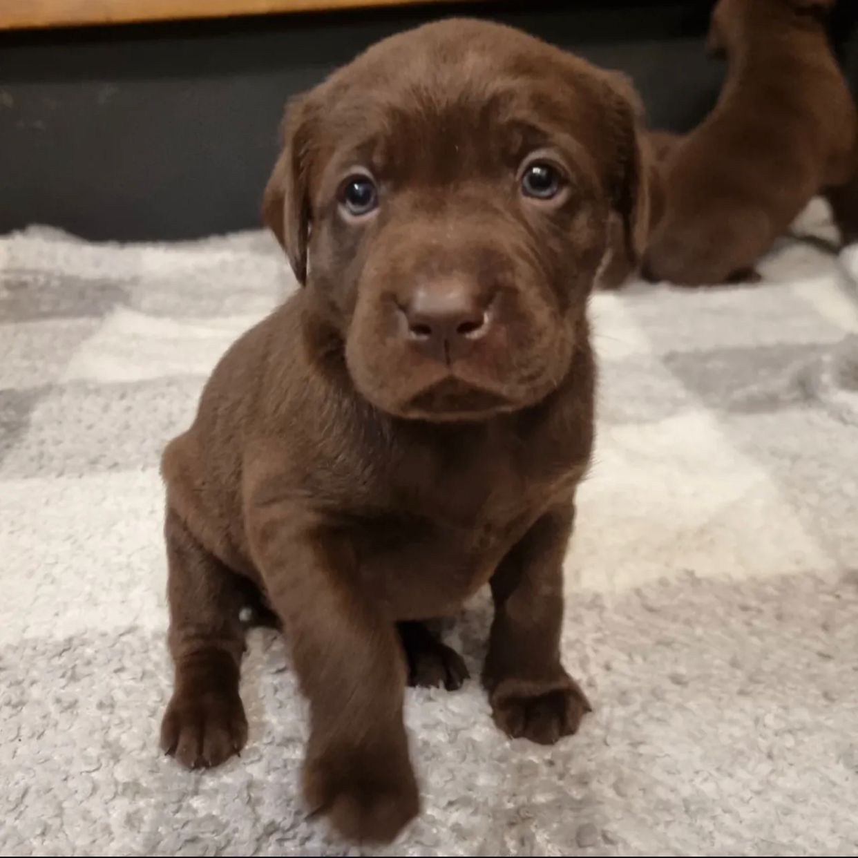 Labrador Welpen zur Adoption