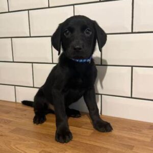 Labrador puppy for sale