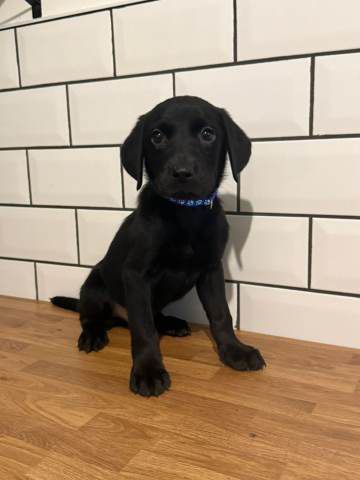 Labrador puppy for sale