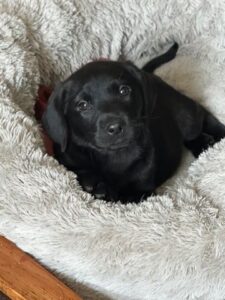 Labrador puppy Germany