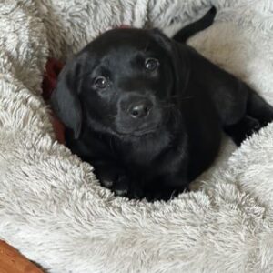 Labrador puppy Germany