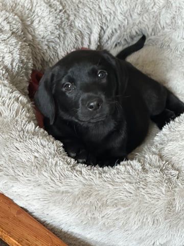 Labrador puppy Germany