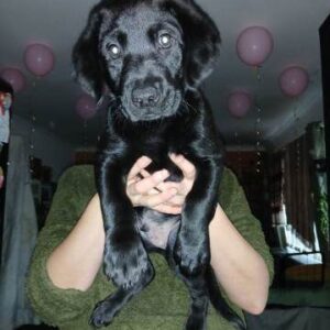 Seriöse Labrador Züchter