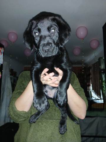 Seriöse Labrador Züchter